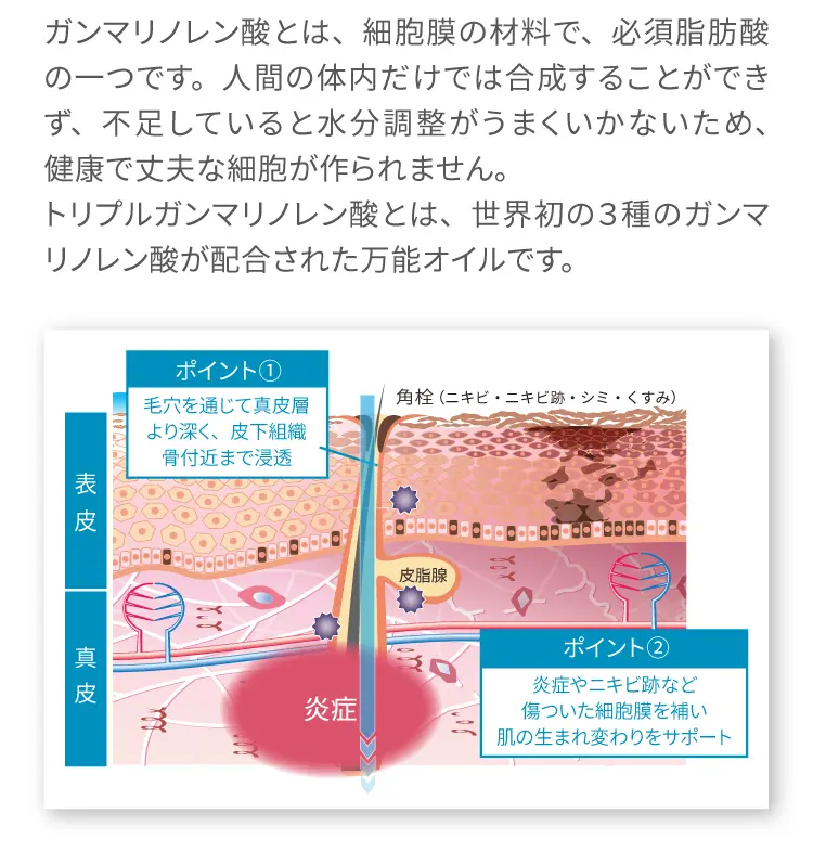 ガンマリノレン酸とは、細胞膜の材料で、必須脂肪酸の一つです。人間の体内だけでは合成することができず、
        不足していると水分調整がうまくいかないため、健康で丈夫な細胞が作られません。トリプルガンマリノレン酸とは、
        世界初の３種のガンマリノレン酸が配合された万能オイルです。
        ポイント① 毛穴を通じて真皮層より深く、皮下組織骨付近まで浸透
        ポイント② 炎症やニキビ跡など傷ついた細胞膜を補い肌の生まれ変わりをサポート