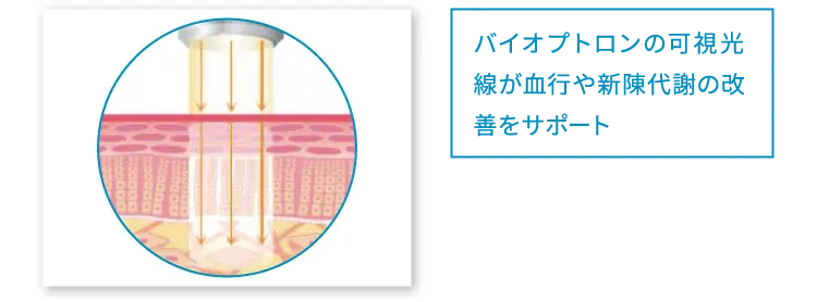 バイオプトロンの可視光線が血行や新陳代謝の改善をサポート