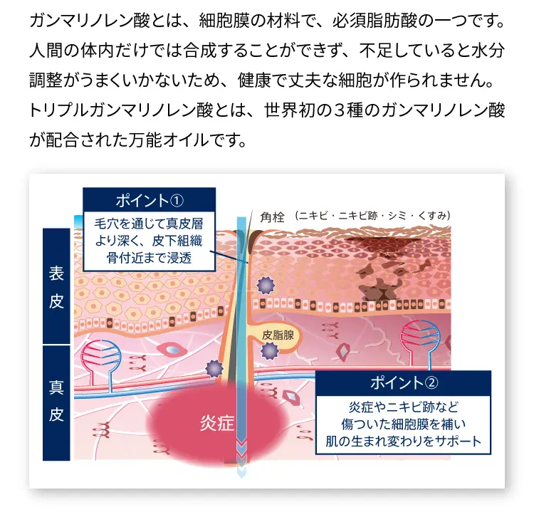 ガンマリノレン酸とは、細胞膜の材料で、必須脂肪酸の一つです。人間の体内だけでは合成することができず、
        不足していると水分調整がうまくいかないため、健康で丈夫な細胞が作られません。トリプルガンマリノレン酸とは、
        世界初の３種のガンマリノレン酸が配合された万能オイルです。
        ポイント① 毛穴を通じて真皮層より深く、皮下組織骨付近まで浸透
        ポイント② 炎症やニキビ跡など傷ついた細胞膜を補い肌の生まれ変わりをサポート